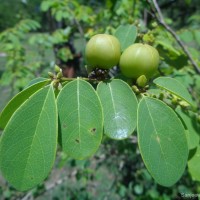 Cleistanthus collinus (Roxb.) Benth. ex Hook.f.